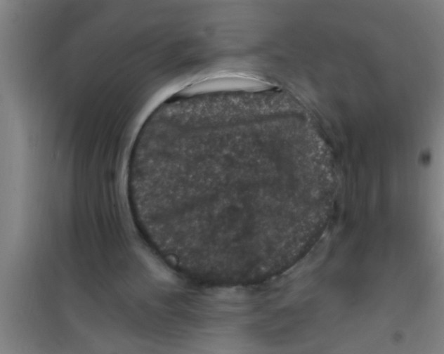 X0000100390100200807031959