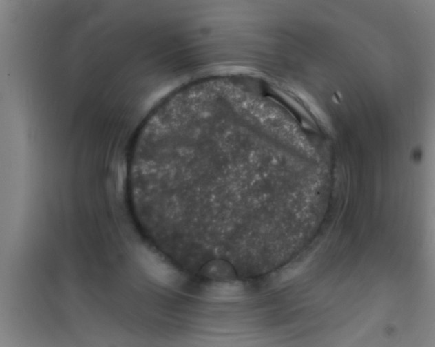 X0000100390110200807031959