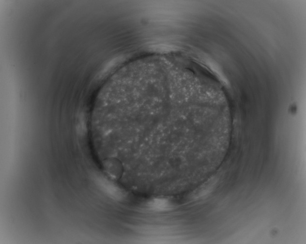 X0000100390114200807031958