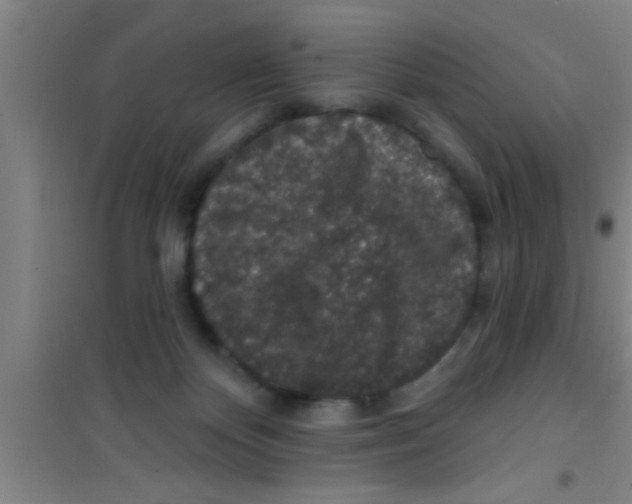 X0000100390124200807031958