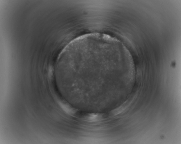 X0000100390130200807031958