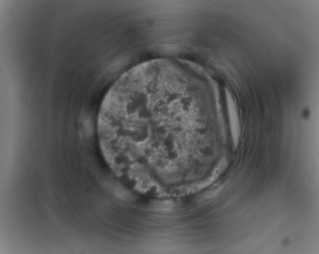 X0000100390131200807031958