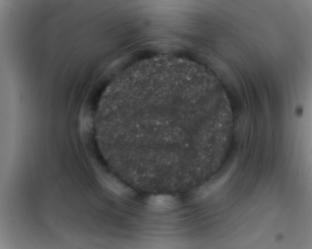 X0000100390137200807031958