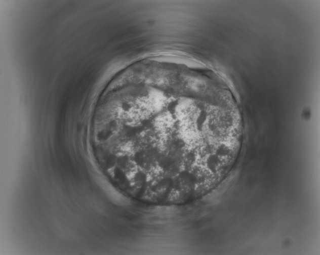 X0000100390145200807031957