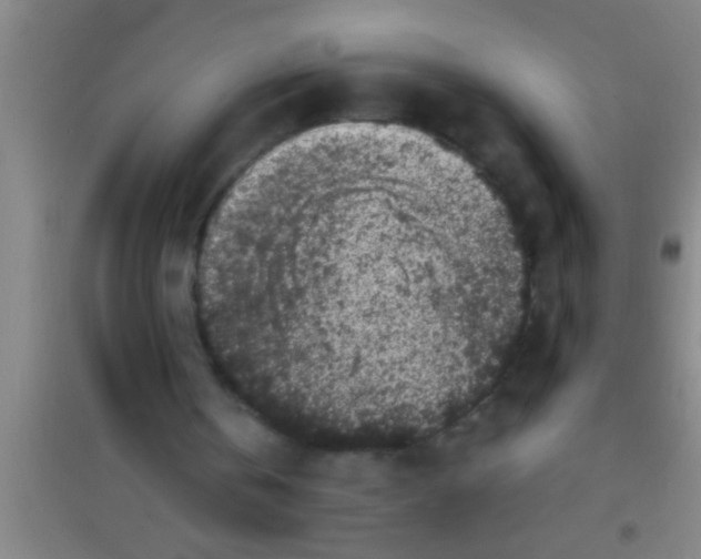 X0000100390146200807031957