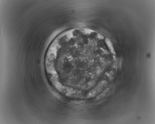 X0000100390147200807031957