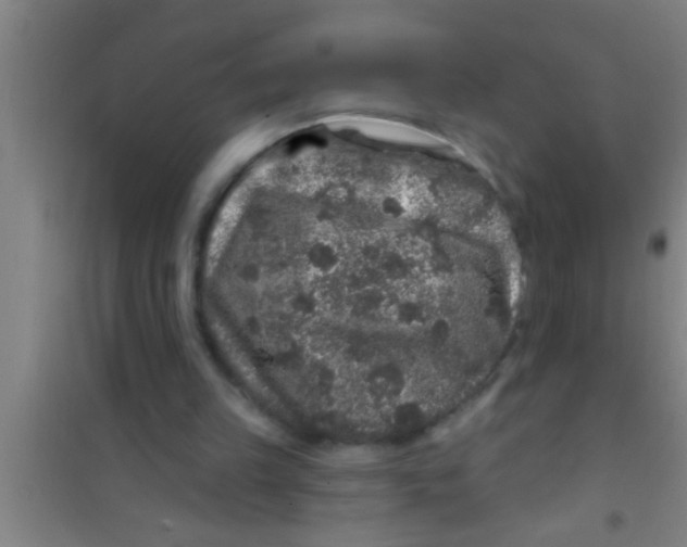 X0000100390149200807031957