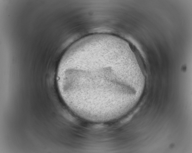 X0000100390153200807031957