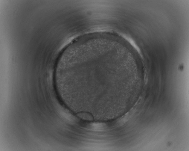 X0000100390154200807031957