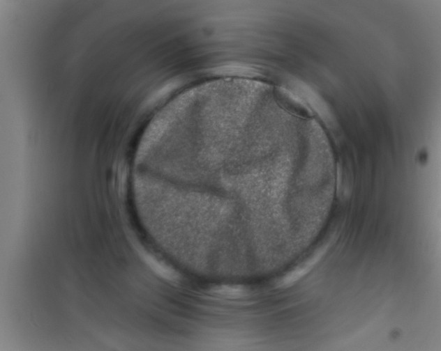 X0000100390157200807031958