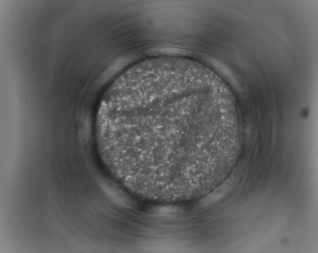 X0000100390158200807031958