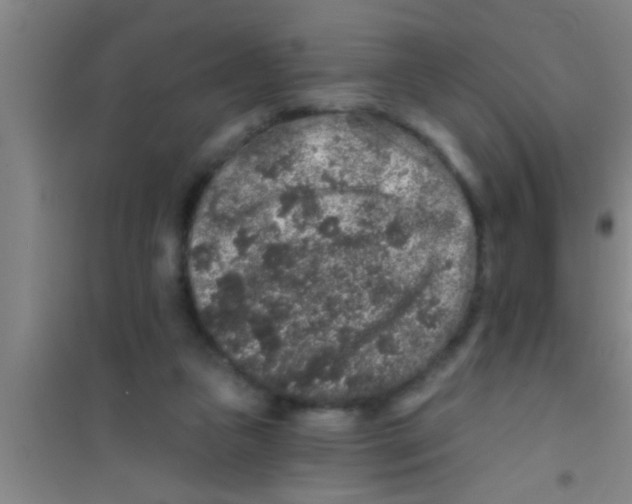 X0000100390161200807031958