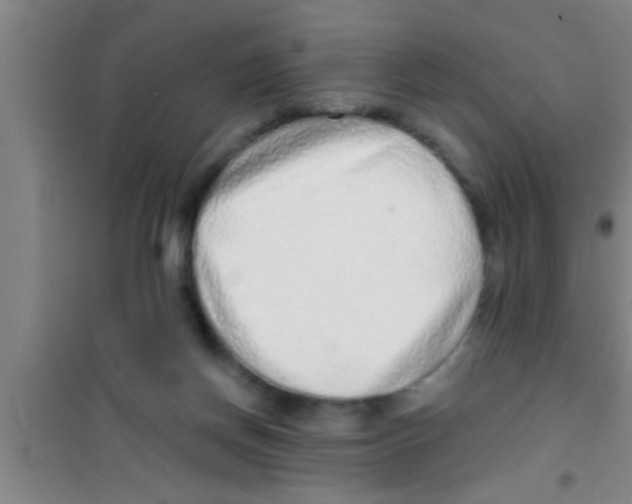 X0000100390166200807031958