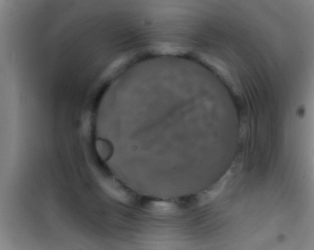 X0000100390167200807031958