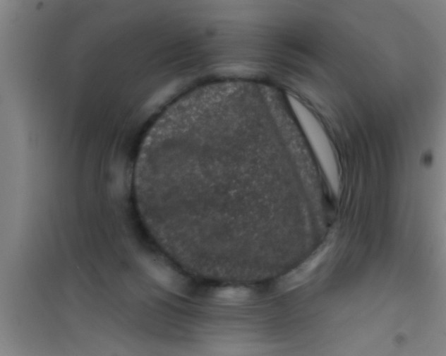 X0000100390168200807031958