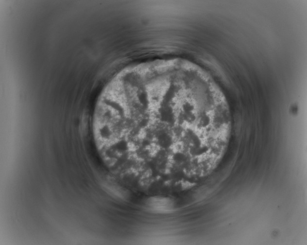 X0000100390169200807031958