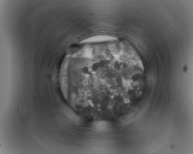 X0000100390181200807031958