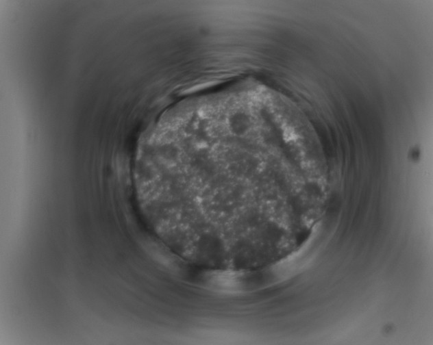 X0000100390182200807031958