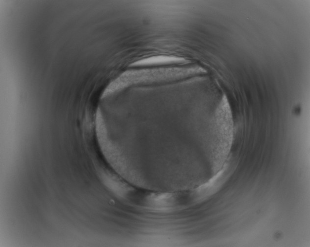 X0000100390186200807031958