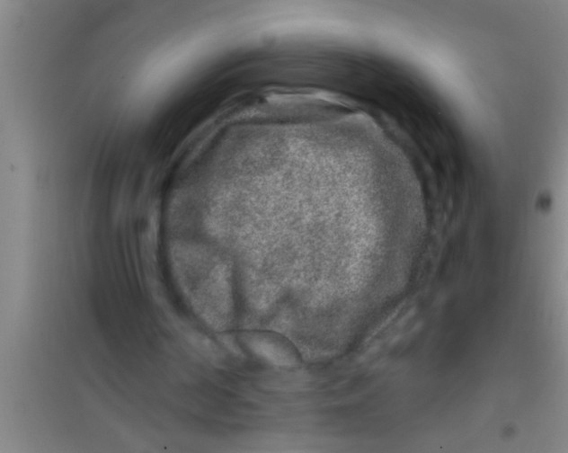 X0000100390194200807031957