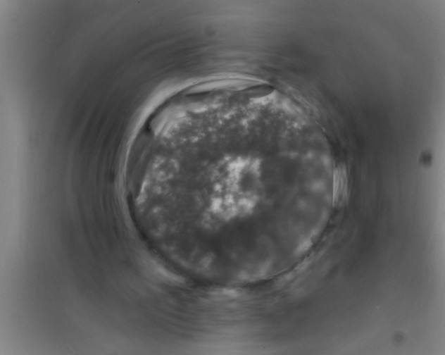 X0000100390195200807031957