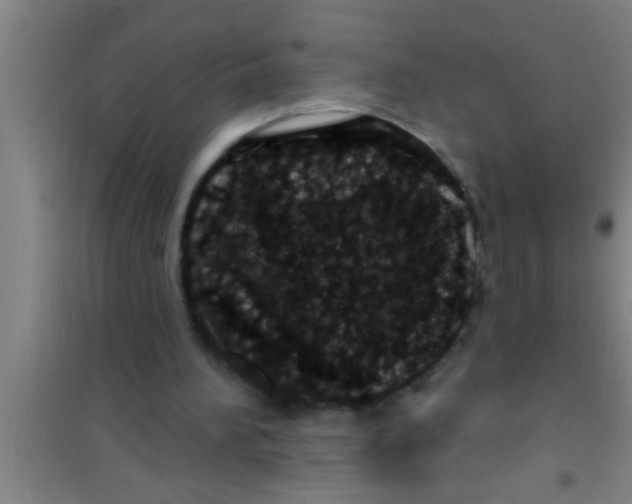 X0000100390196200807031957