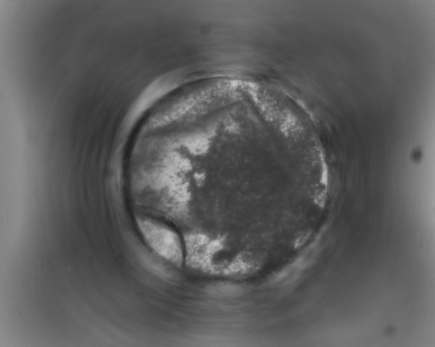 X0000100390198200807031957