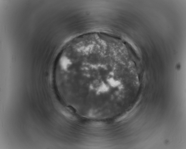 X0000100390203200807031957