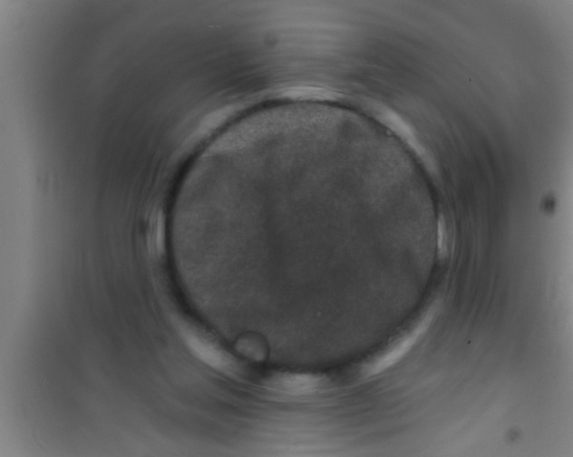 X0000100390205200807031957