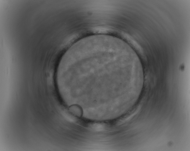 X0000100390209200807031957