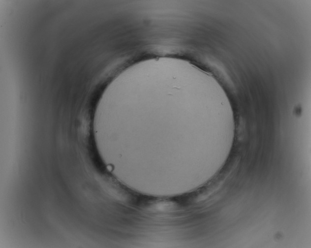 X0000100390210200807031957