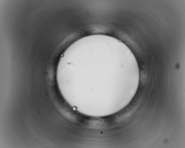 X0000100390215200807031957