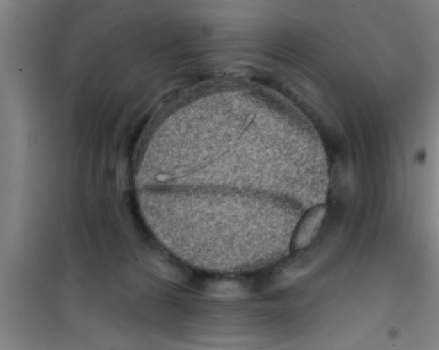 X0000100390224200807031957