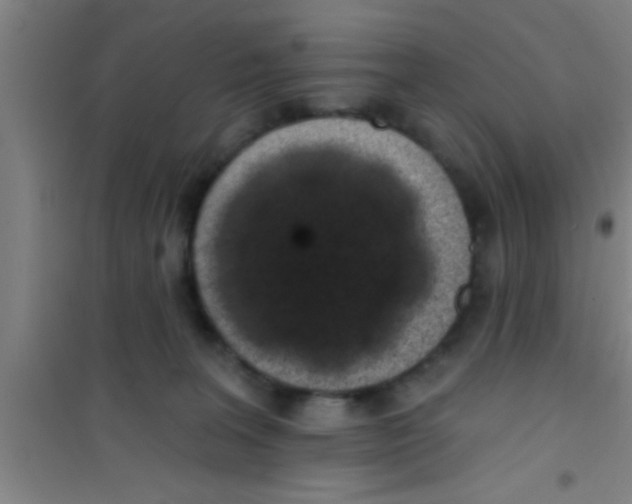 X0000100390227200807031957