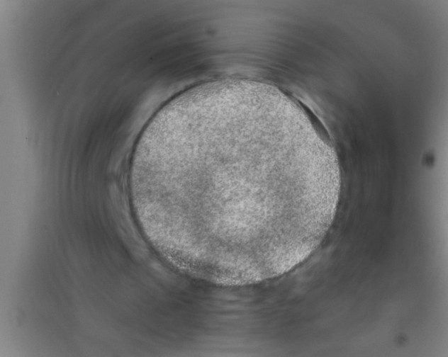 X0000100390241200807031956