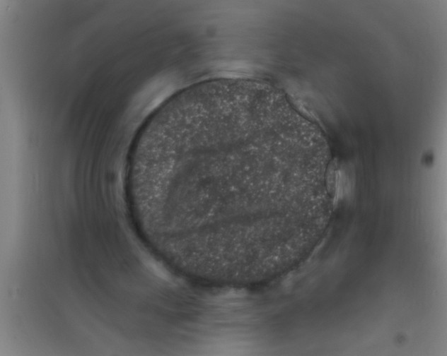 X0000100390243200807031956