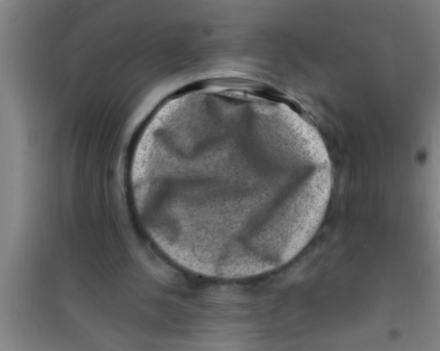 X0000100390244200807031956