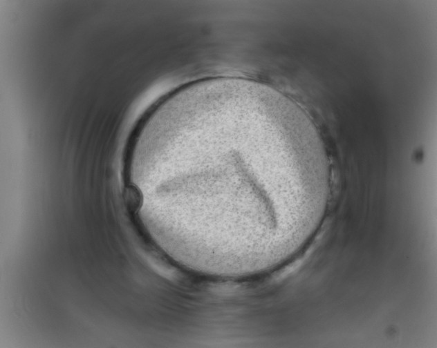 X0000100390246200807031956