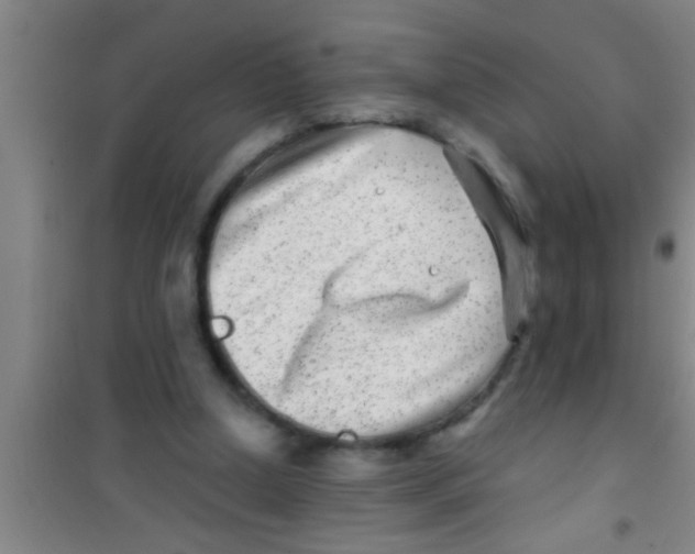 X0000100390250200807031956