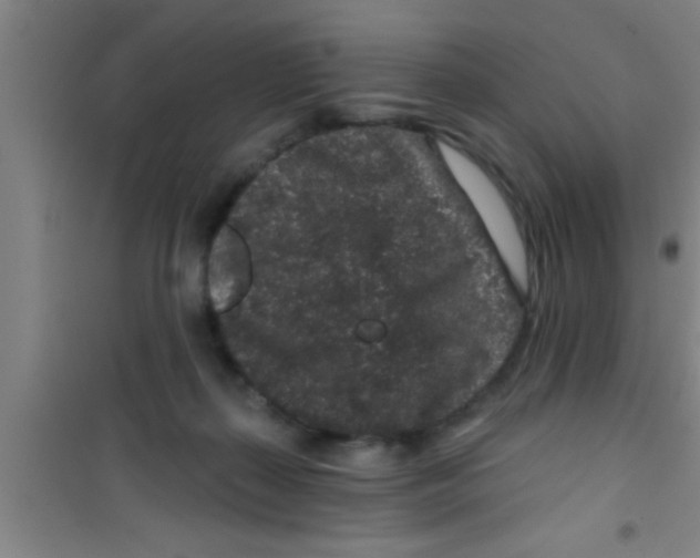 X0000100390267200807031956