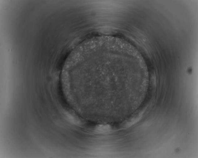 X0000100390271200807031956