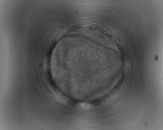 X0000100390272200807031956