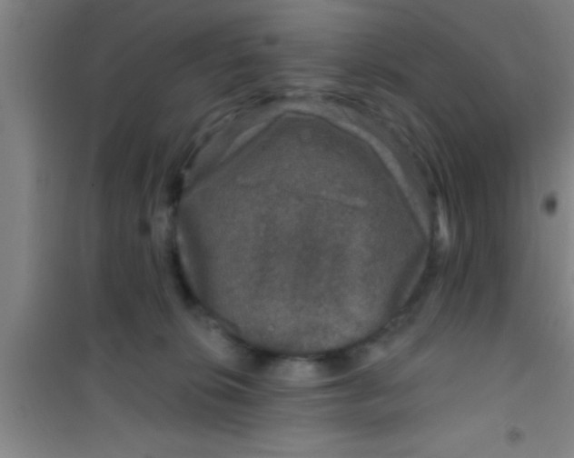 X0000100390276200807031956