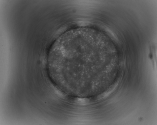 X0000100390277200807031956