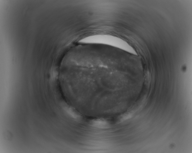 X0000100390284200807031956