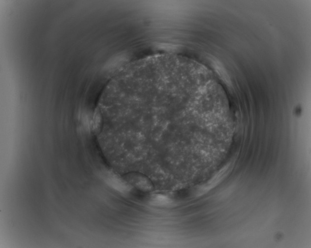 X0000100390285200807031956