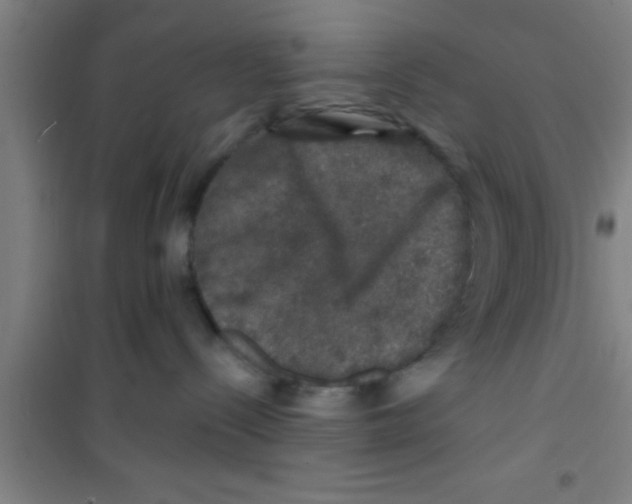 X0000100390288200807031957