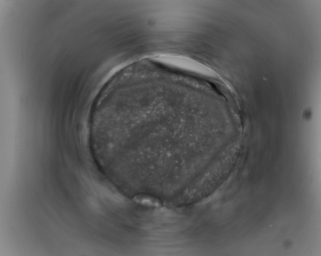 X0000100390290200807031956