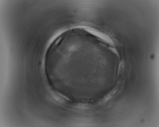 X0000100390292200807031956