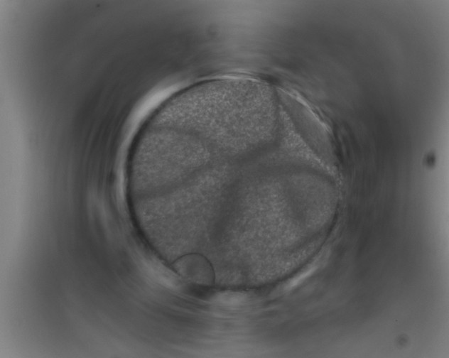 X0000100390294200807031956